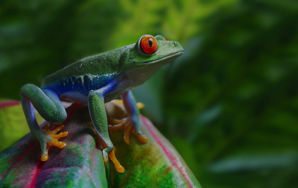 Frog on Plant